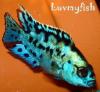 luvmyfish