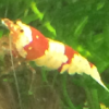 ShrimpChick