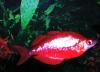 Thank You Ace - last post by corrosionjerry