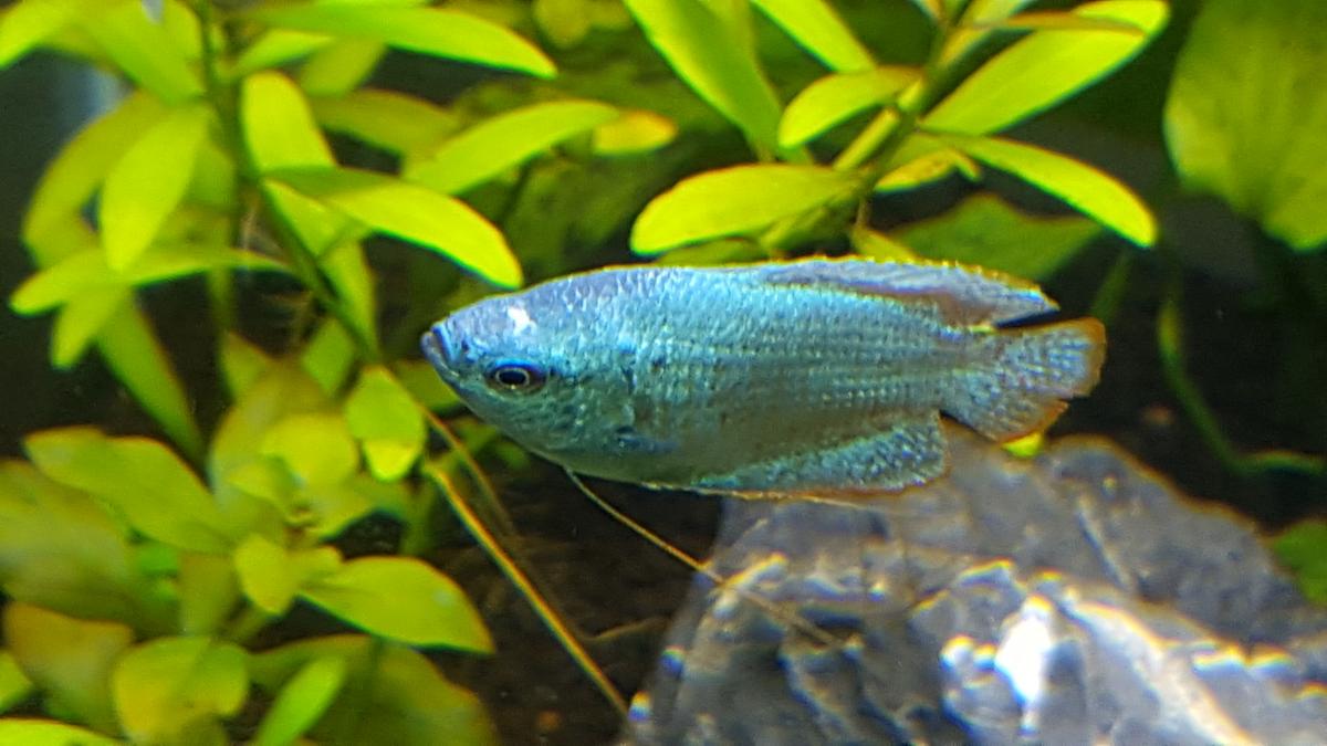 white spot on gourami fin