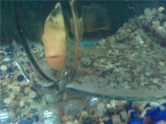 Flowerhorn Eggs Breeding Forum AlbertaAquatica