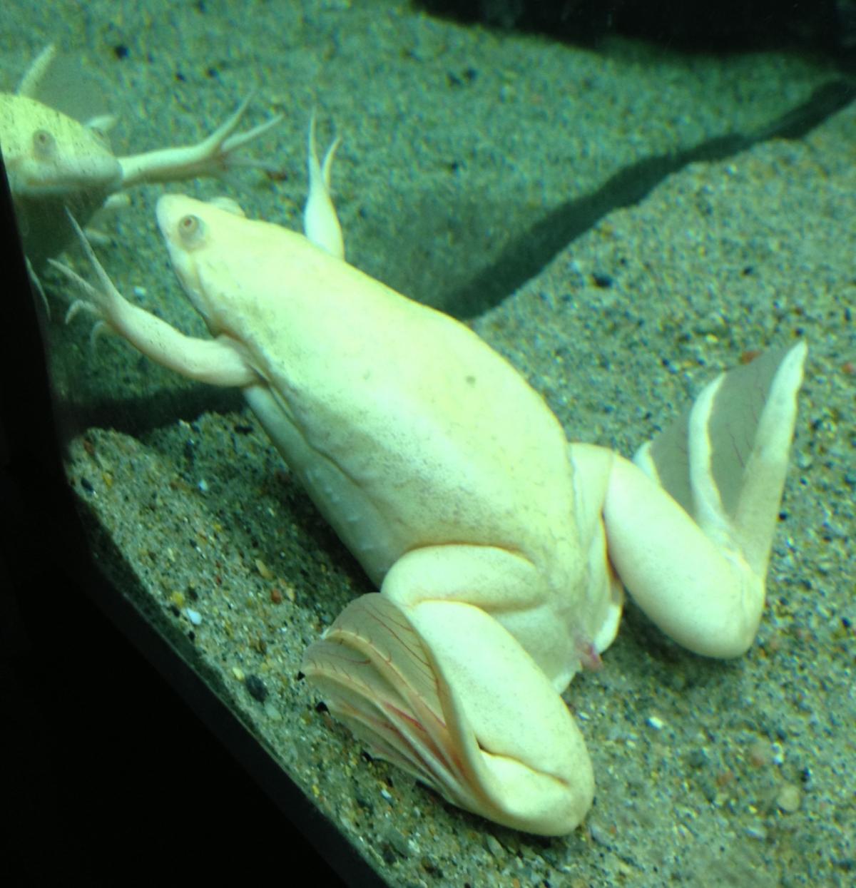 african-clawed-frog