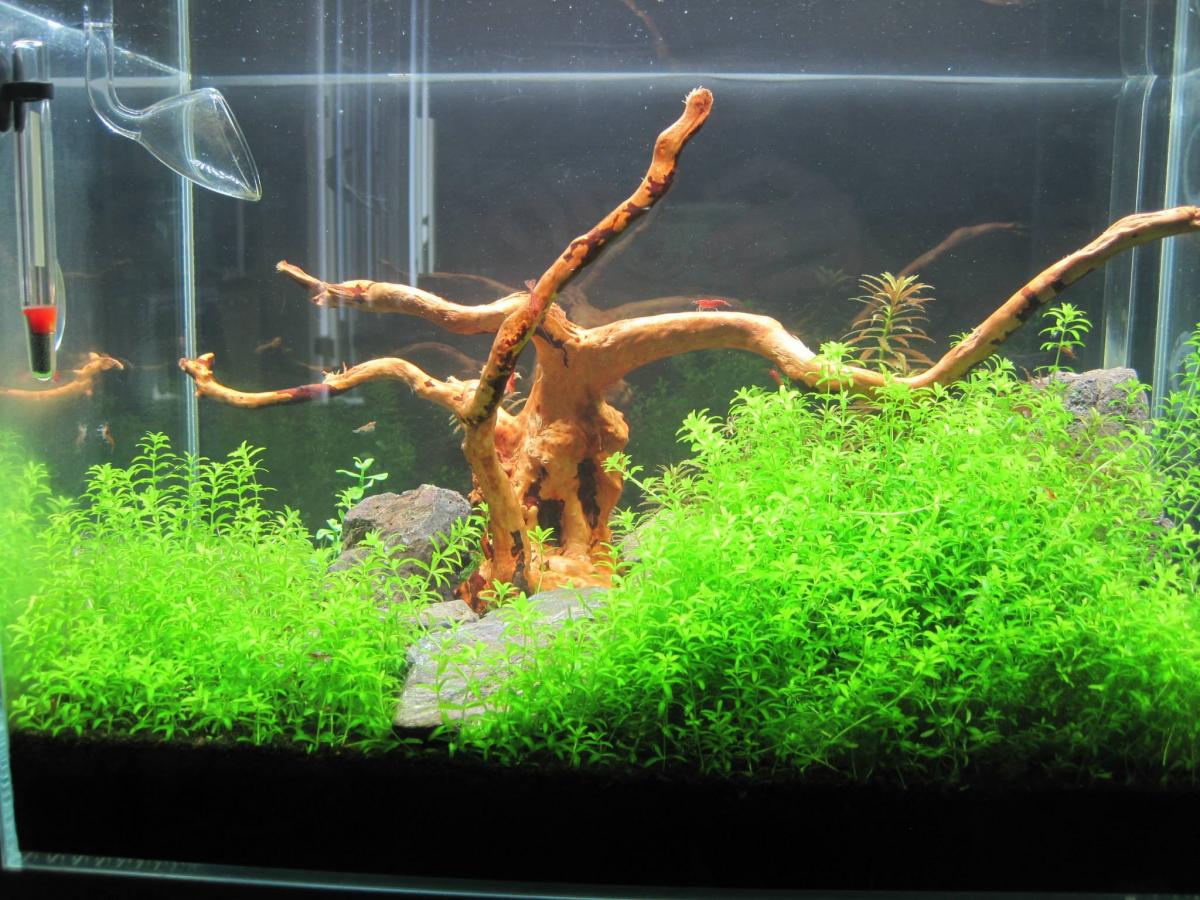 10G Freshwater Planted Shrimp Tank Freshwater Photography AlbertaAquatica