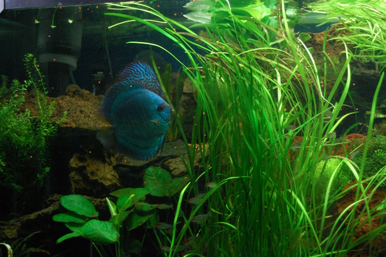 planted discus fish tank