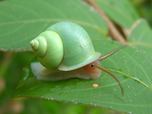 mystery snails and shrimp