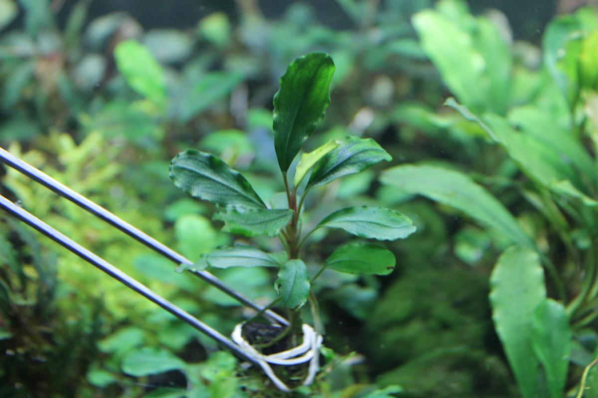 More Bucephalandra! - The Wet Leaf - AlbertaAquatica