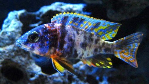 Hybrids - African Cichlids - Albertaaquatica