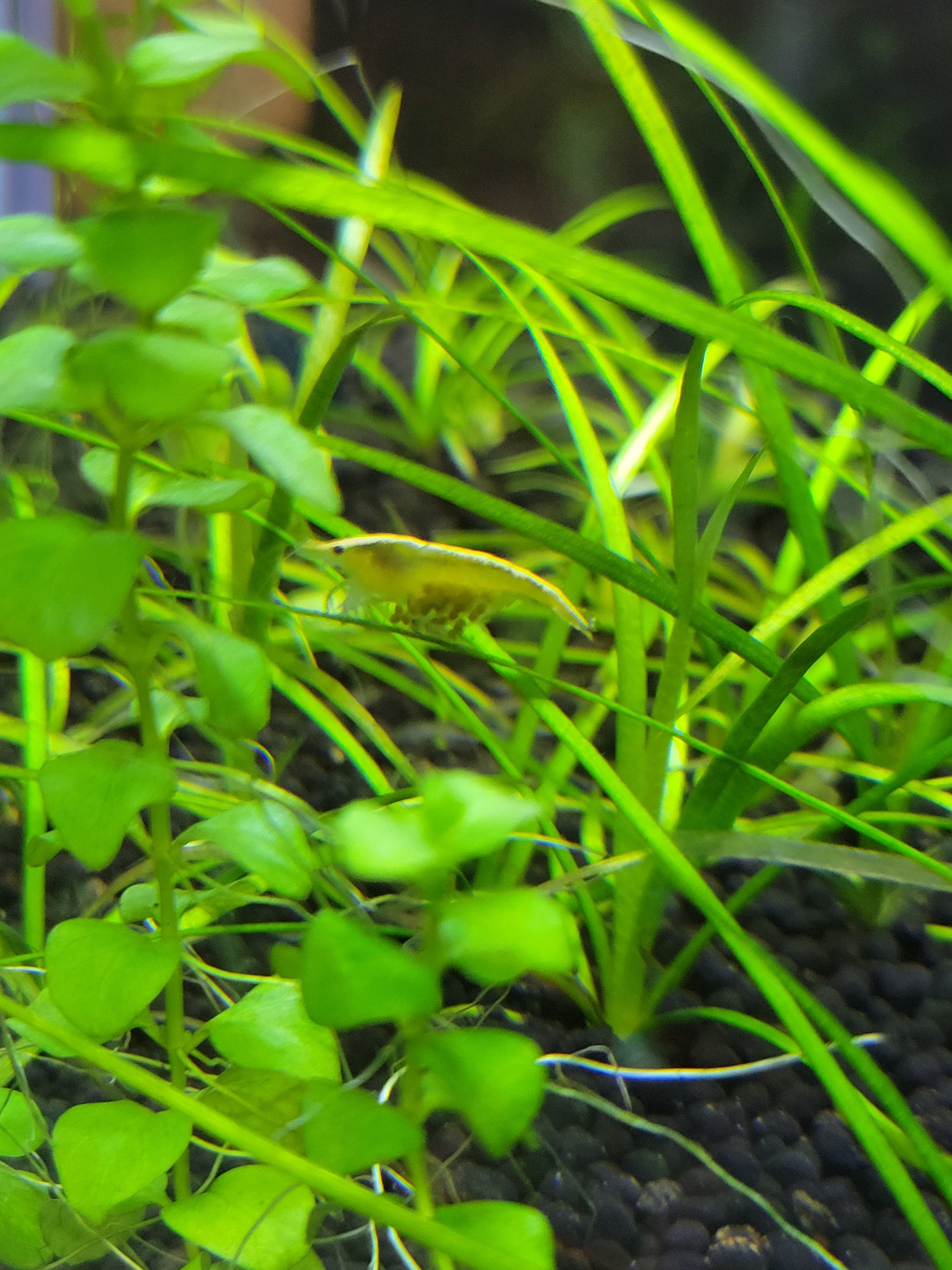 Pregnant shrimp - Invertebrates - AlbertaAquatica