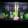 Fs: Community Fish & Pl... - last post by 83BULLDOG