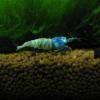 Ebiken Shrimp Order - Calgary - last post by Ron