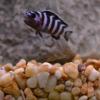 Quieter Filter? - last post by flash_oesc