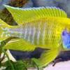 Golden Wonder Killifish Fs... - last post by patcamaro