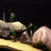 Setting Up A 3Rd Shrimp Ord... - last post by Abby