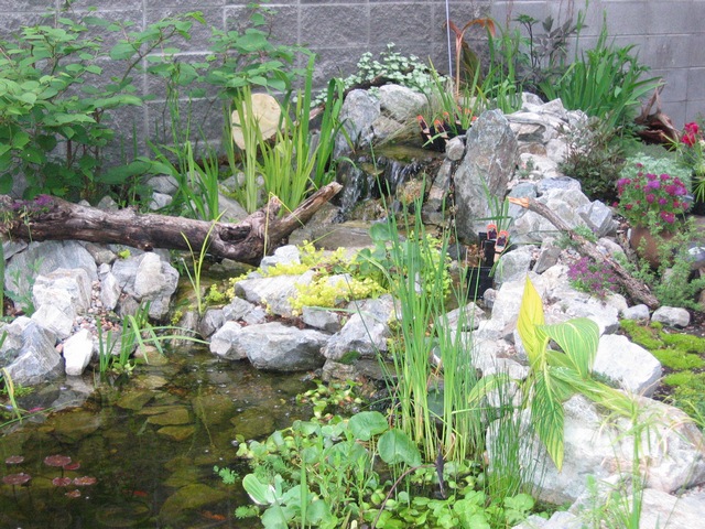 My Backyard Pond/Waterfall Build - Ponds (indoor-outdoor) - AlbertaAquatica