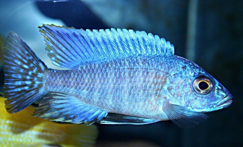 Hybrids - African Cichlids - AlbertaAquatica